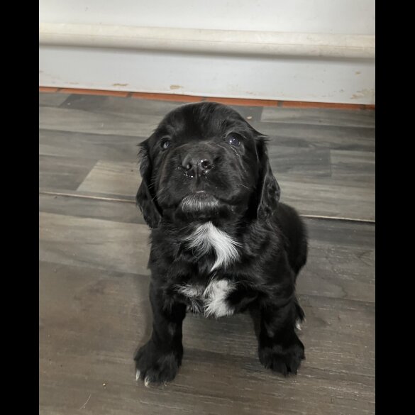 Cocker Spaniel (Working &amp; Show) - Both