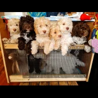 Lagotto Romagnolo - Both