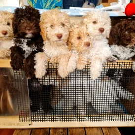 Lagotto Romagnolo - Both