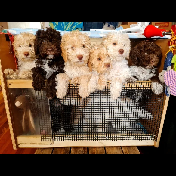 Lagotto Romagnolo - Both