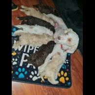 Lagotto Romagnolo - Both
