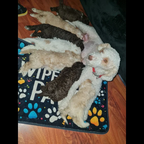 Lagotto Romagnolo - Both
