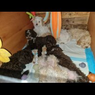 Lagotto Romagnolo - Both