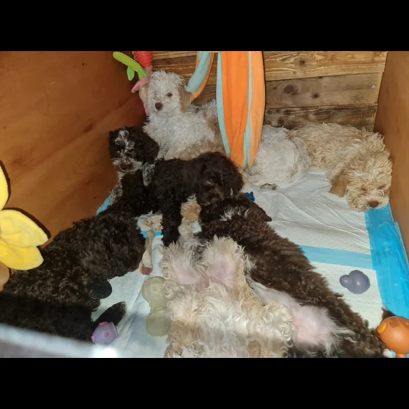 Lagotto Romagnolo - Both