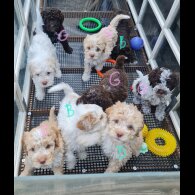 Lagotto Romagnolo - Both