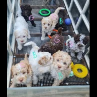 Lagotto Romagnolo - Both