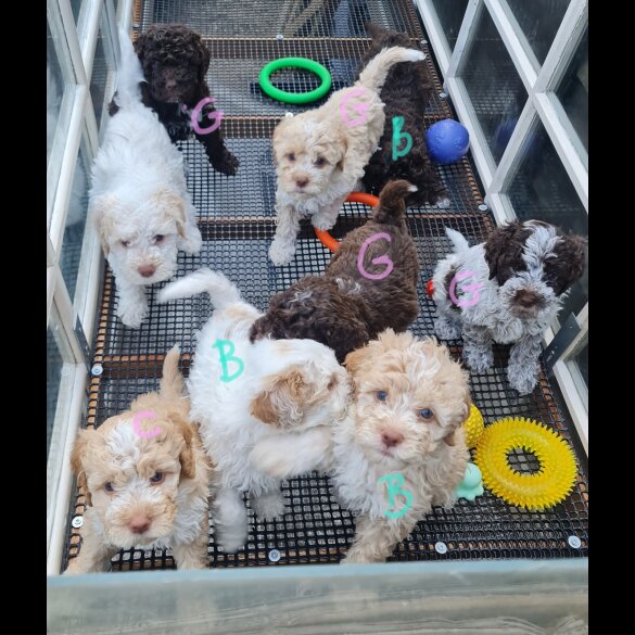 Lagotto Romagnolo - Both