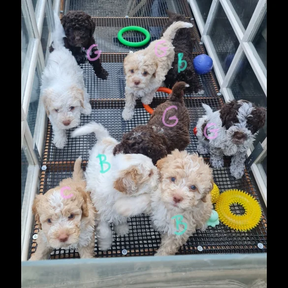 Lagotto Romagnolo - Both