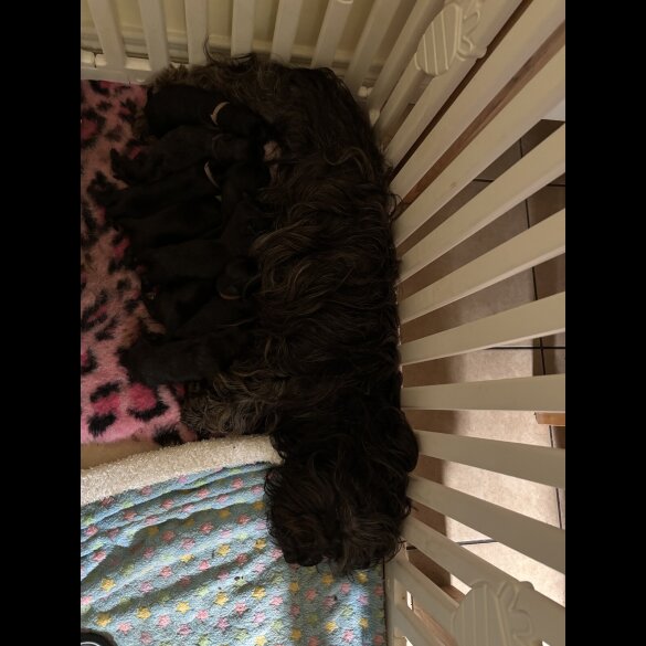 Skye Terrier - Both