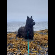 Skye Terrier - Both