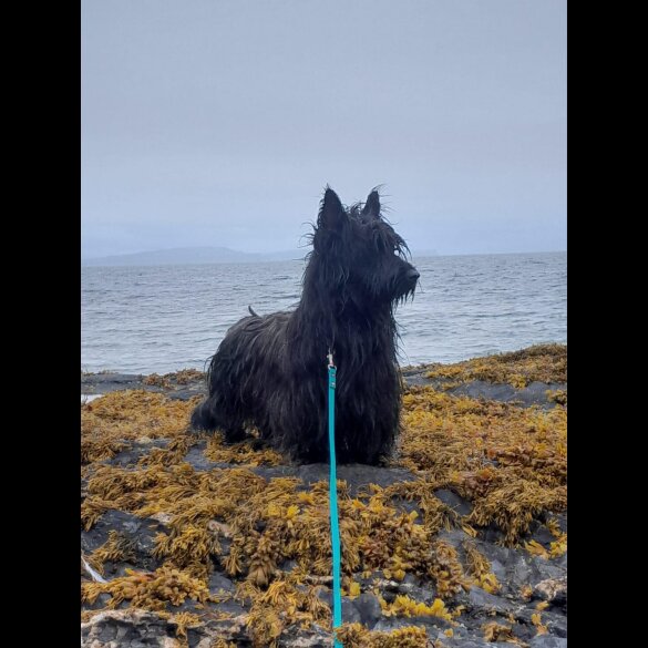 Skye Terrier - Both