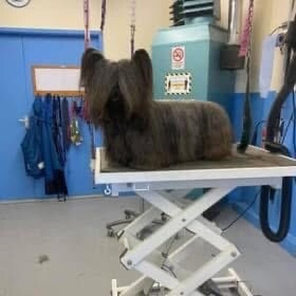 Skye Terrier - Both