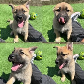 German Shepherd (Alsatian) - Both