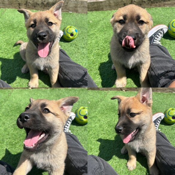 German Shepherd (Alsatian) - Both