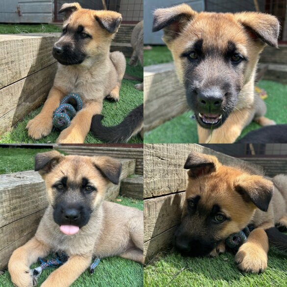German Shepherd (Alsatian) - Both
