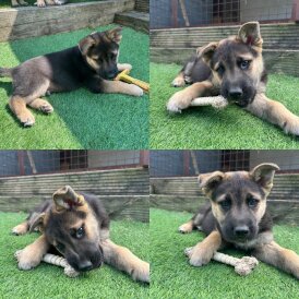 German Shepherd (Alsatian) - Both
