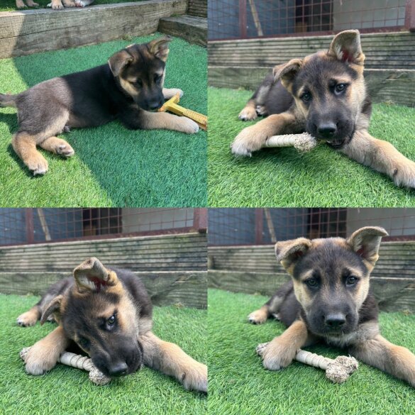German Shepherd (Alsatian) - Both