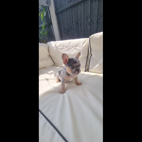 French Bulldog - Both