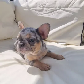 French Bulldog - Both