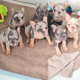 French Bulldog - Both