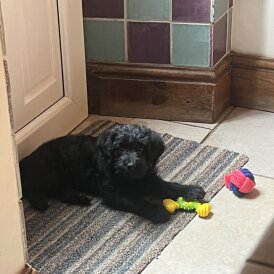 Labradoodle - Both