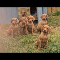 Hungarian Vizsla - Dogs