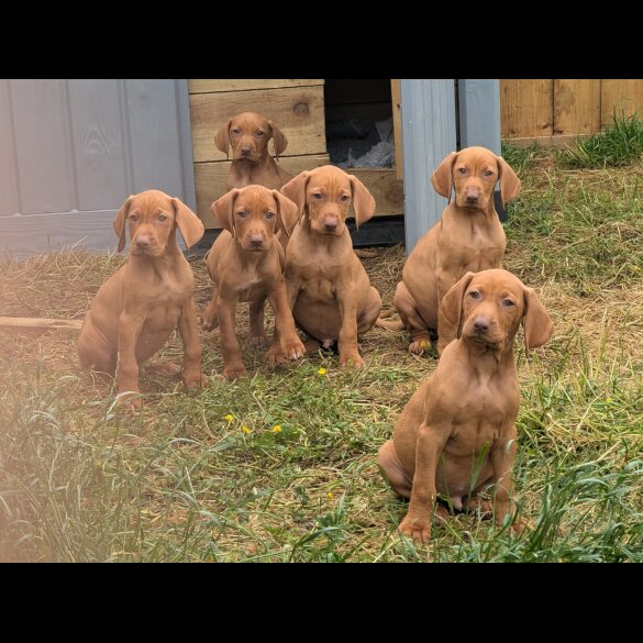 Hungarian Vizsla - Dogs