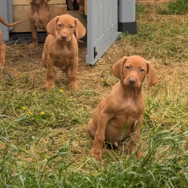 Hungarian Vizsla - Dogs
