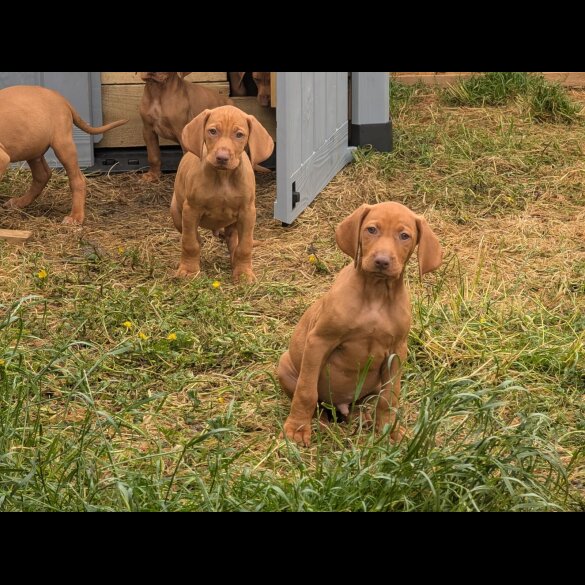 Hungarian Vizsla - Dogs
