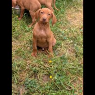 Hungarian Vizsla - Dogs