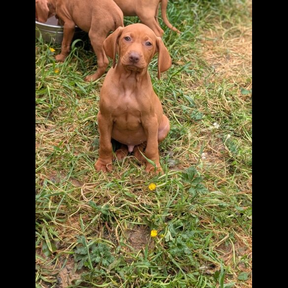 Hungarian Vizsla - Dogs