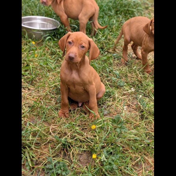Hungarian Vizsla - Dogs