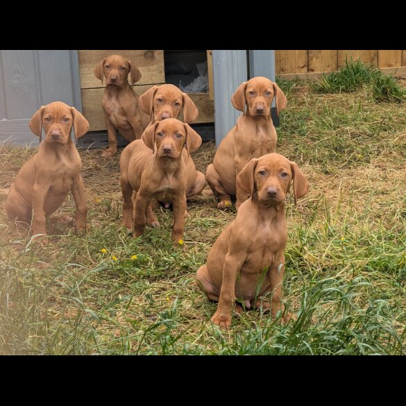 Hungarian Vizsla - Dogs