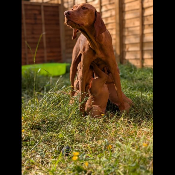Hungarian Vizsla - Dogs