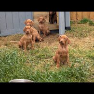 Hungarian Vizsla - Dogs