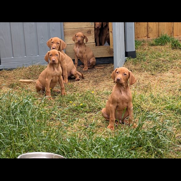 Hungarian Vizsla - Dogs