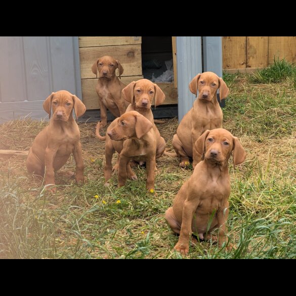 Hungarian Vizsla - Dogs