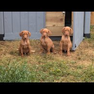 Hungarian Vizsla - Dogs