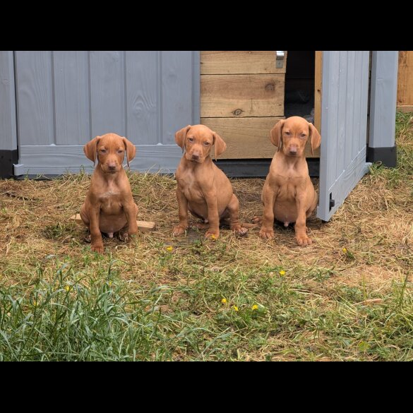 Hungarian Vizsla - Dogs