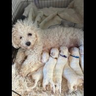 Bichon Frise - Both