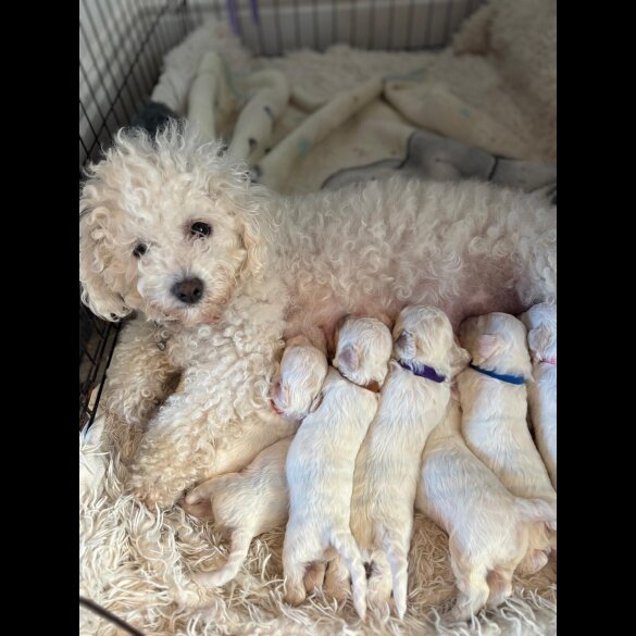 Bichon Frise - Both