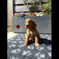 Goldendoodle - Both