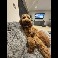 Goldendoodle - Both