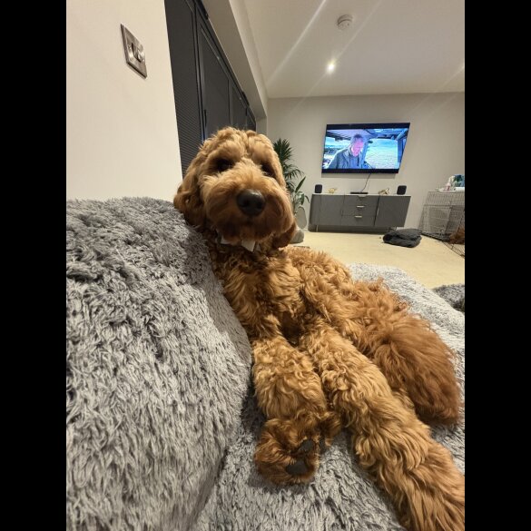 Goldendoodle - Both