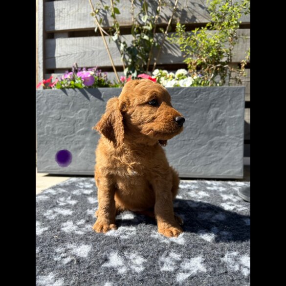 Goldendoodle - Both