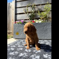 Goldendoodle - Both