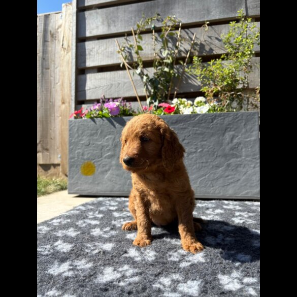 Goldendoodle - Both