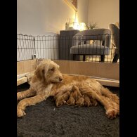Goldendoodle - Both