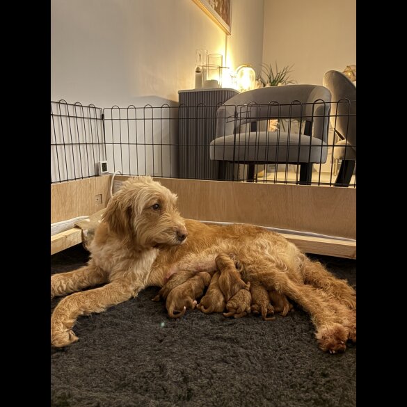 Goldendoodle - Both