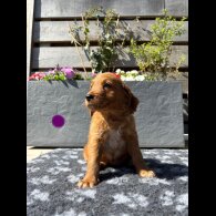 Goldendoodle - Both